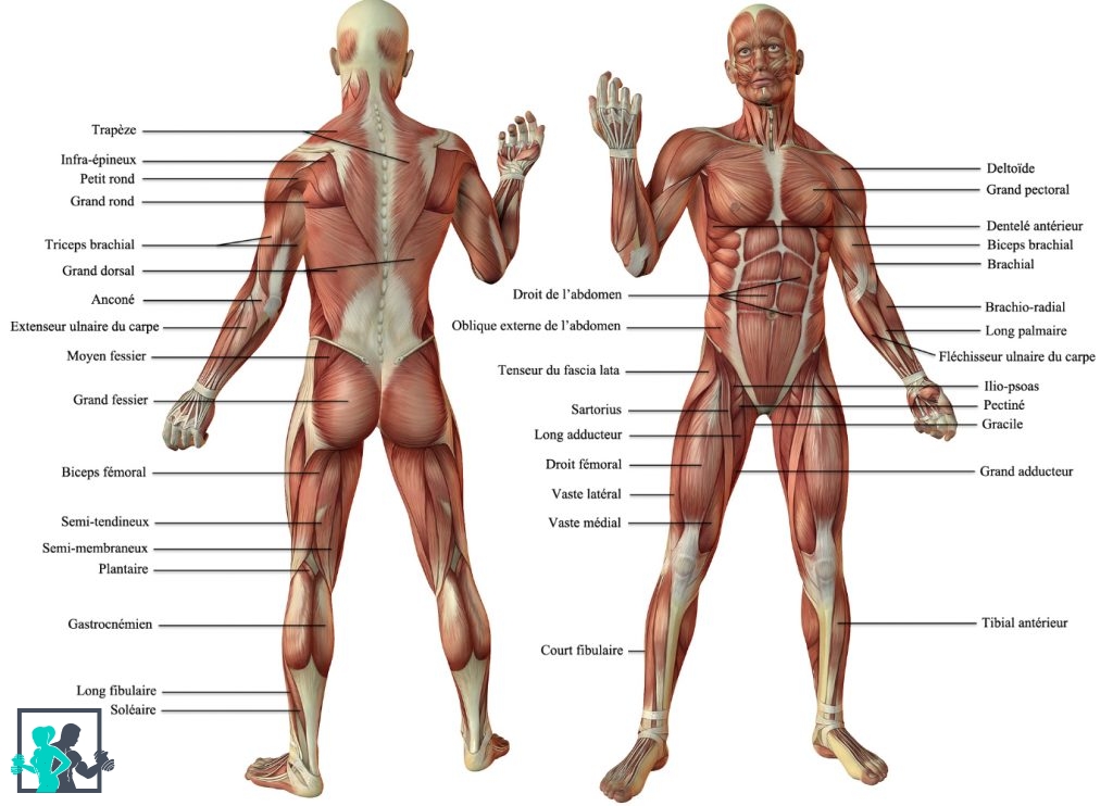 muscler-le-fessier